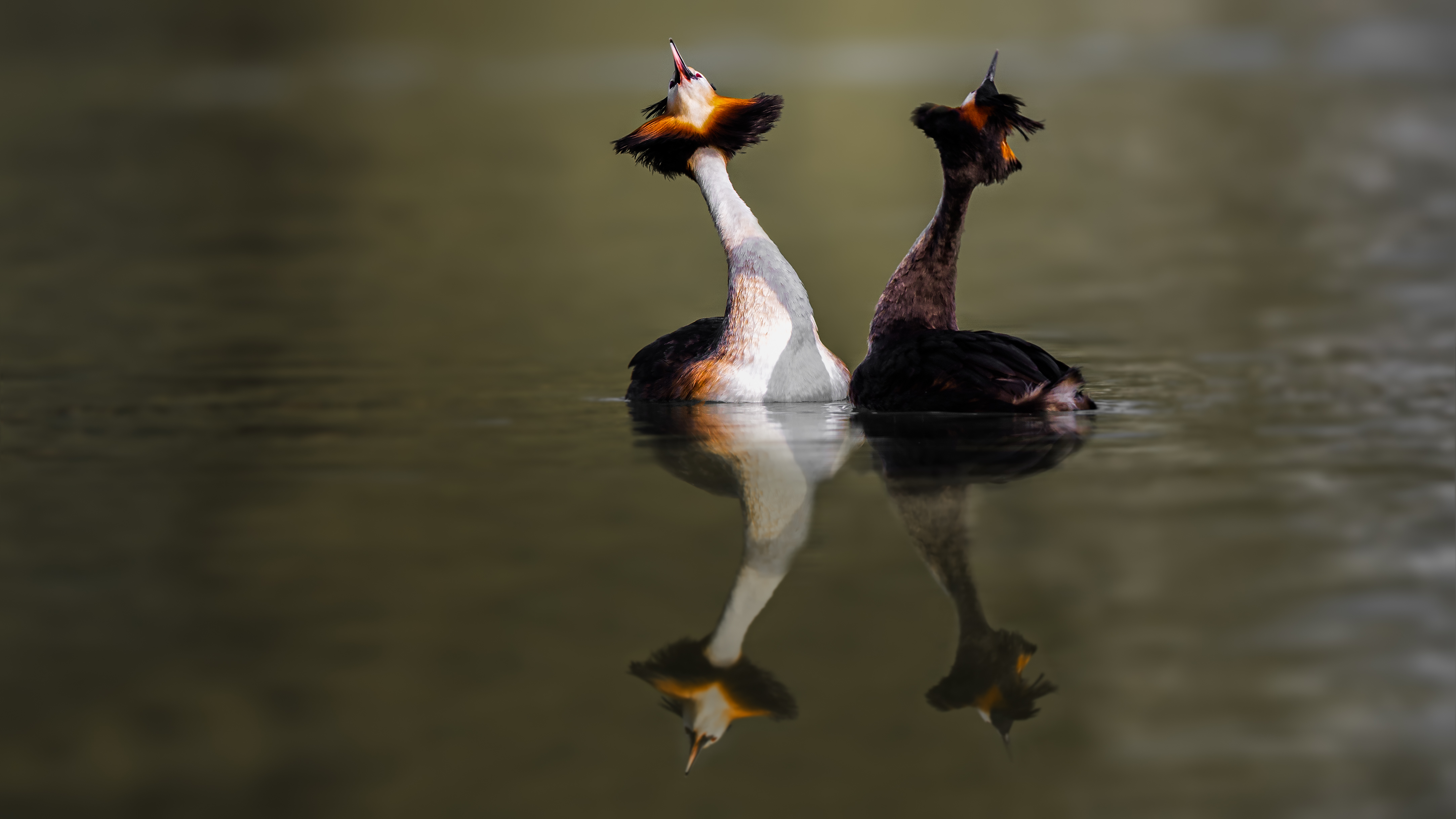Grebe (1)